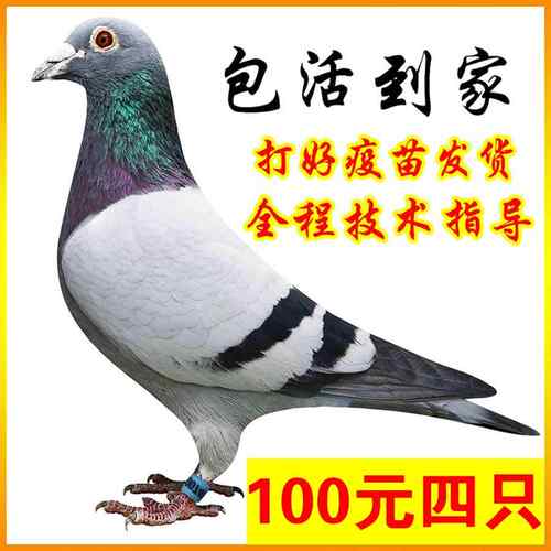 信鸽种鸽子活体鸽子活一对公母肉鸽活苗观赏宠物鸟元宝鸽繁殖活物