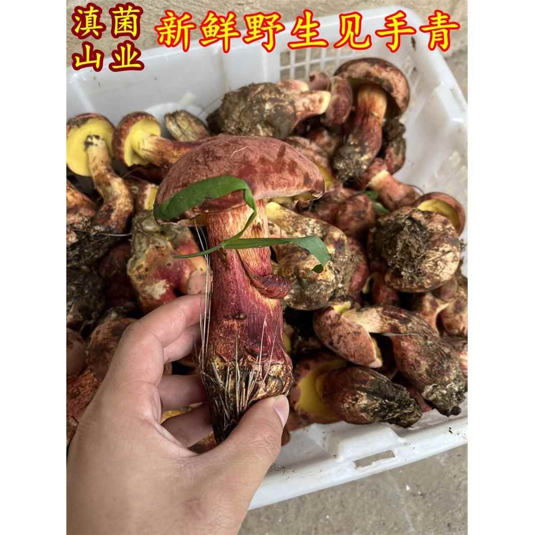 新鲜野生见手青红葱牛肝菌山珍美食生鲜现挖黄黑白牛肝菌云南菌子