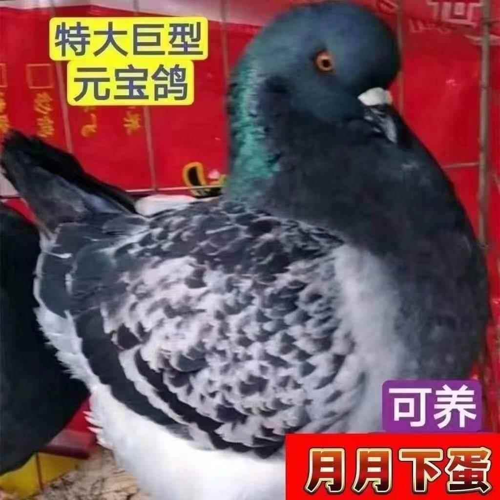 [巨型] 元宝 大体鸽子特大活鸟