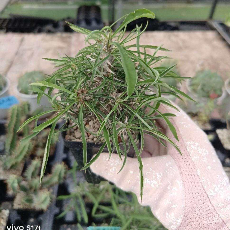 戈氏大戟白骨刺大戟 Euphorbia gottlebei 多肉块根绿植珍稀盆栽