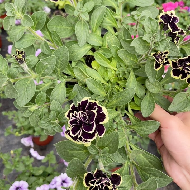 黑珍珠品种重瓣垂钓矮牵牛