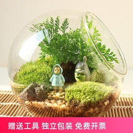 微景观斜口玻璃花瓶苔藓多肉，diy生态瓶，家居办公桌绿植装饰饰品