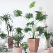 西西里彷真绿色植物圆叶蒲葵树室内落地大植物盆栽家居商铺服装 店