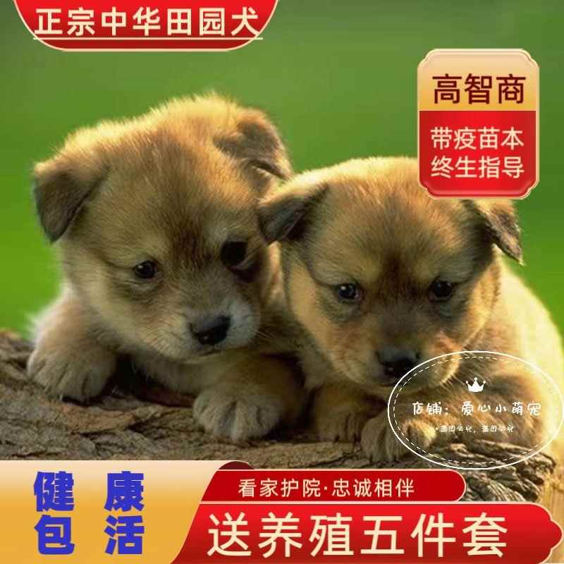 中华田园犬幼犬长不大小型高智商狗子宠物小土狗串串黄狗白狗幼崽 宠物/宠物食品及用品 狗狗 原图主图