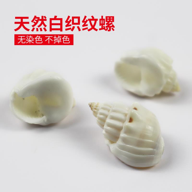 天然贝壳海螺手工diy装饰品微景观卷贝鱼寄居蟹替换壳鱼缸造景珊