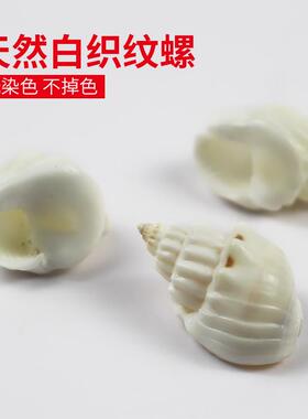 天然贝壳海螺手工diy装饰品微景观卷贝鱼寄居蟹替换壳鱼缸造景珊