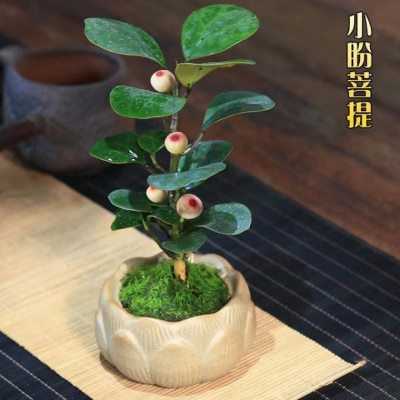 【老花医】菩提树盆栽小盼菩提带果中式禅意桌面摆件好养绿色植物