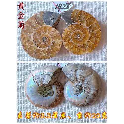 高档开片菊石动化石摆件财石材物招全玉化叶情侣吊坠古生物标本99