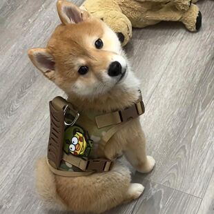 狗狗战术背心胸抱婴袋牵引绳宠物衣服柴犬大型犬背心式防脱外出狗