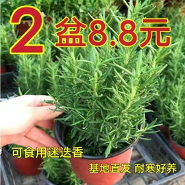 迷迭香盆栽驱蚊提神可食用煎牛排调料薄荷绿植阳台卧室植物盆栽