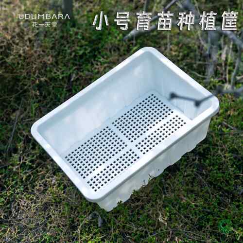 加厚塑料小号育苗盘筐肉锥生石花多肉长盆花卉蔬菜育苗播种闷养盖