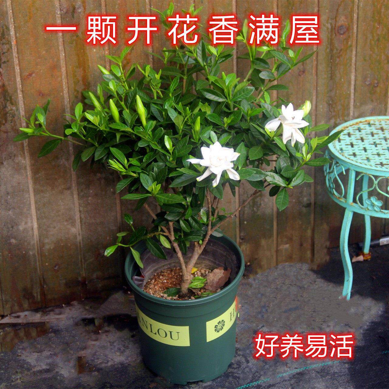独杆小叶栀子花盆栽老桩开 花浓香室内阳台庭院多年生植物耐热耐