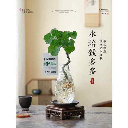 水培圆叶福禄桐钱多多盆栽花卉植物客厅室内桌面茶几懒人水培绿植