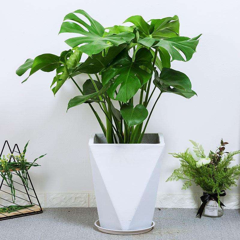 龟背竹盆栽绿植客厅北欧大型室内植物除甲醛植物植物办公室龟背叶