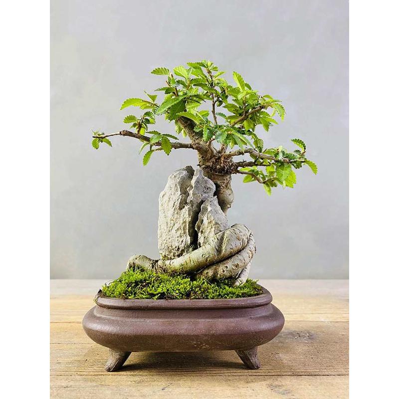 小叶榆树抱石微型盆景花卉植物室内花榔榆客厅办公室桌面绿植盆栽