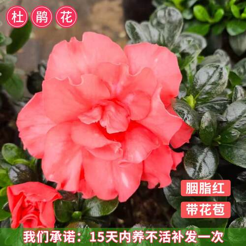 【胭脂红】新品比利时杜鹃花室内外盆栽带花苞发货四季不断开花卉