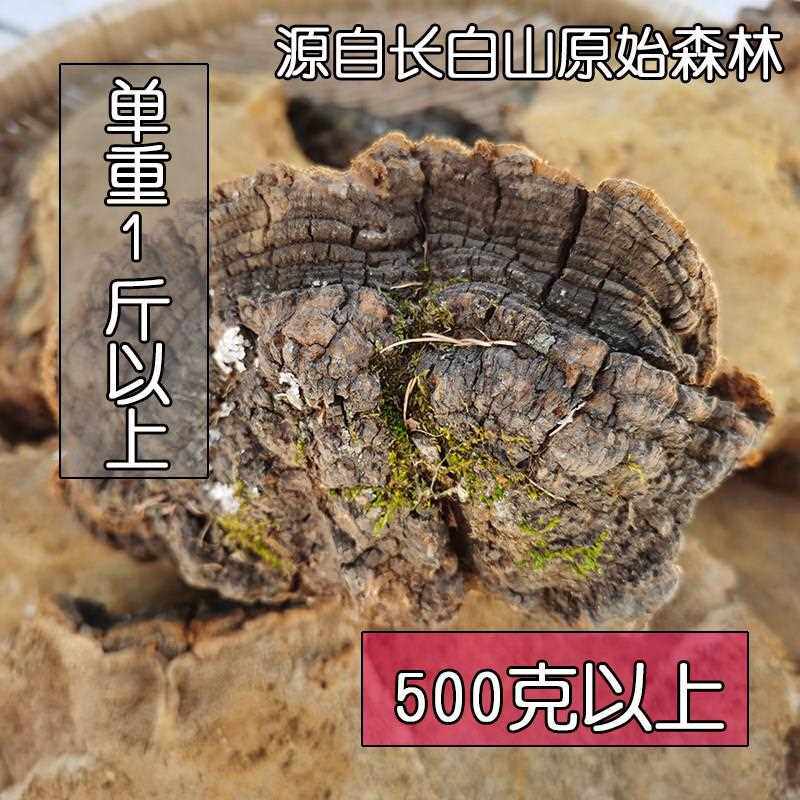 新疆包邮野生松针层孔菌 松树桑黄灵芝 大个单重1斤以上自选 500 - 实物图