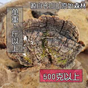新疆包邮野生松针层孔菌 松树桑黄灵芝 大个单重1斤以上自选 500
