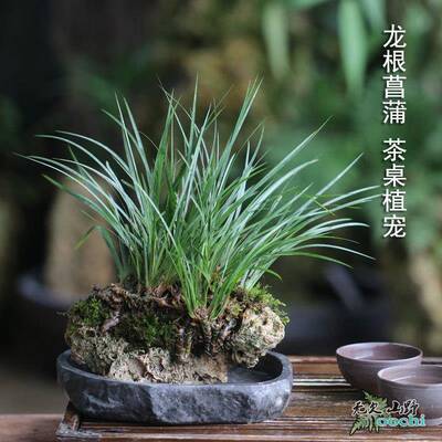 山野雅居 选图拍龙根菖蒲易养喜阴耐水泡茶席书房植物吸水石种好