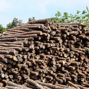 林场直发落叶松木桩批发土建工程松木桩原木河道围岸多规格打桩木