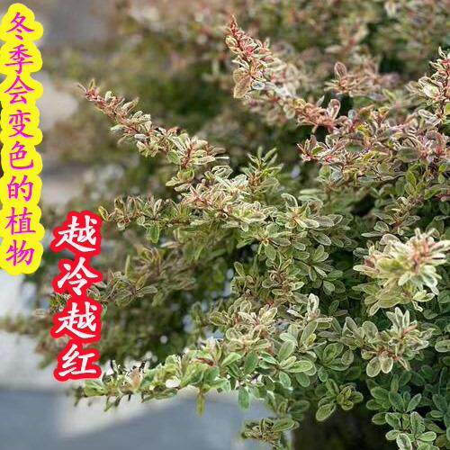 小丑火棘花镜盆栽庭院花园多年生灌木耐寒耐热彩叶会变色观叶植物