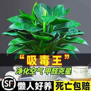 金钻盆栽办公室内水养绿植新房吸甲醛懒人好养花卉水培植物绿萝箩
