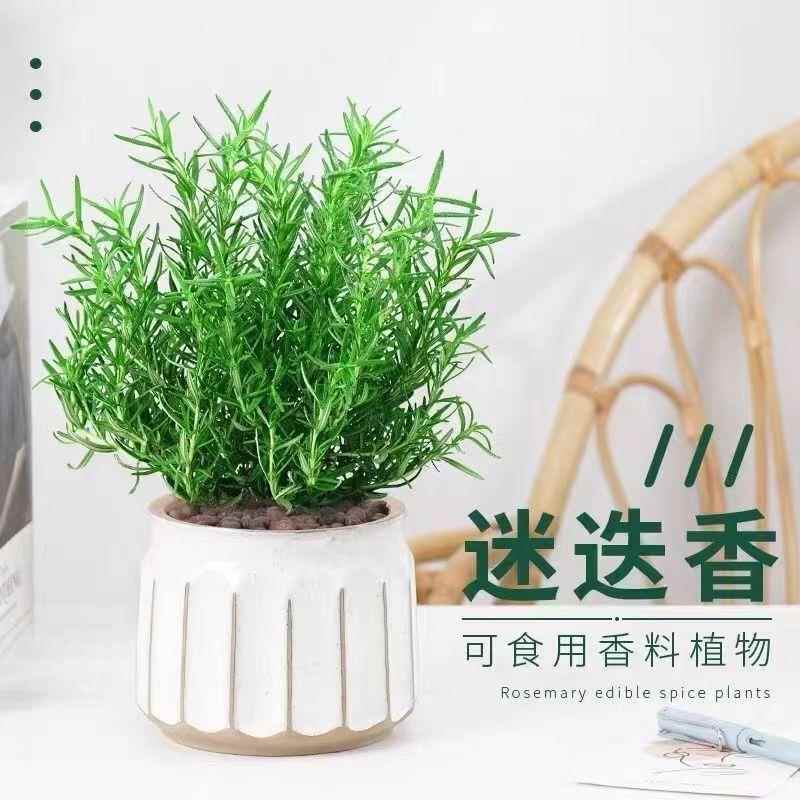 迷迭香盆栽牛排用新鲜百里香苗可食用薄荷叶紫苏罗勒香草植物调料