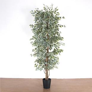 型内造观景装室饰仿真绿色大榕树 1真杆景树白边榕树绿植盆栽假树