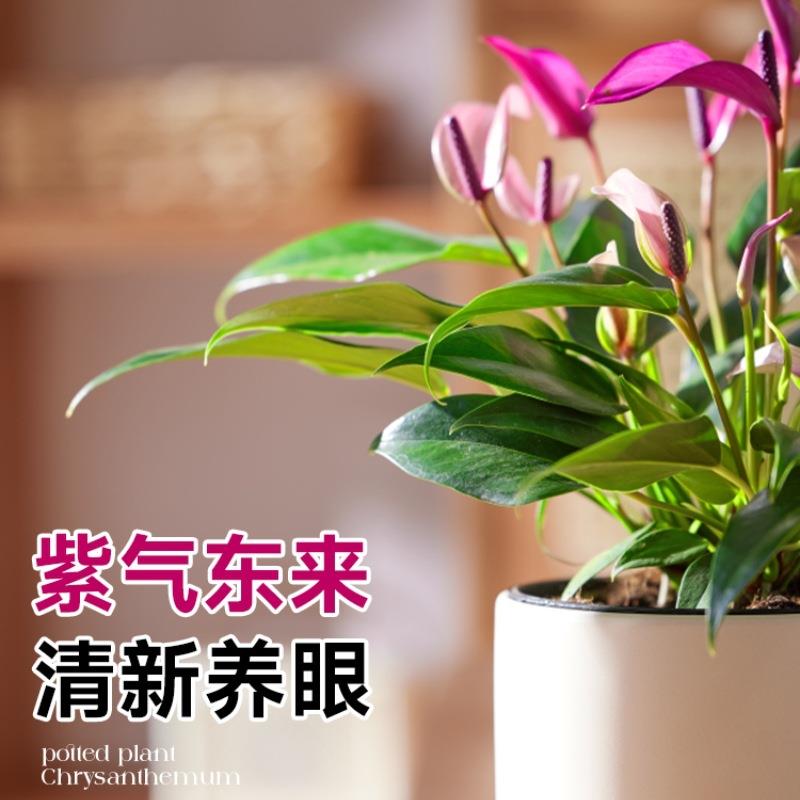 紫掌盆栽花卉带花水培植物四季开花白掌一帆风顺客厅桌面绿植