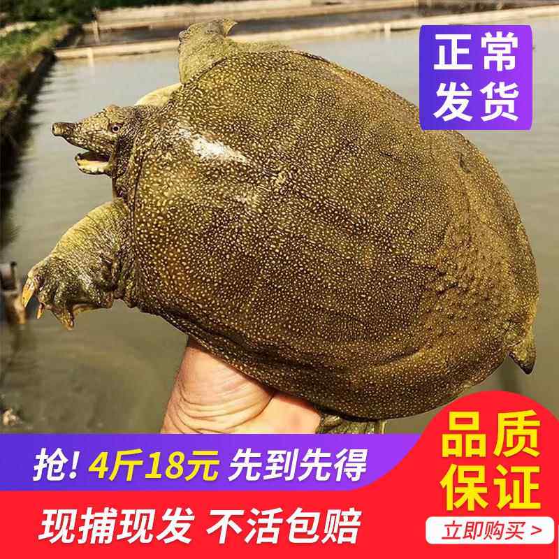 外塘大甲鱼鲜活活体中华老王八小鳖活苗龟生鲜团购水鱼淡水鱼包邮