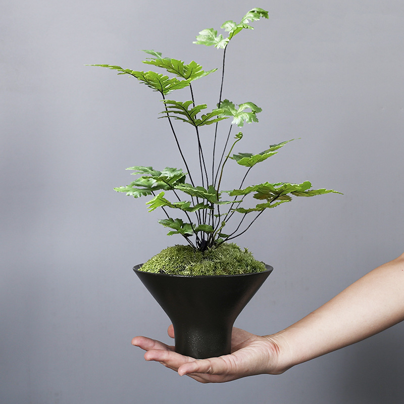 文竹菖蒲花盆陶瓷水培苔藓球盆栽个性巴西木桌面茶几盆景盆栽盆子