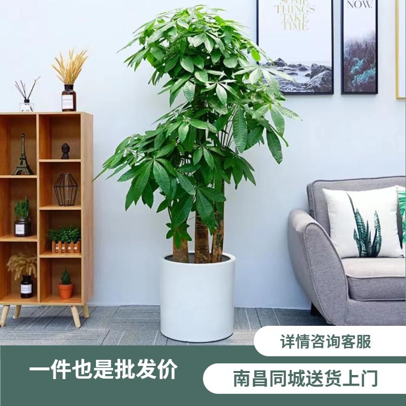 净化空气盆景植物 发财树招财树盆栽乔迁开业送礼南昌送货上门