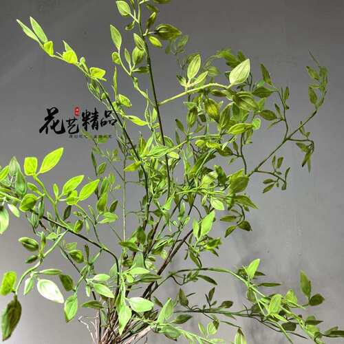 仿真蕨叶蕨草蕨类植物香芹叶波士顿草花槽插花装饰品绢花单只/束