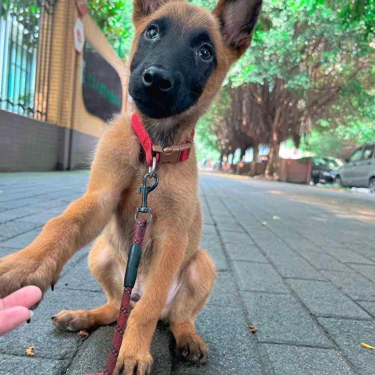马犬幼犬幼崽军犬警犬看家护院二个月爆红小马犬幼崽警犬活的现货
