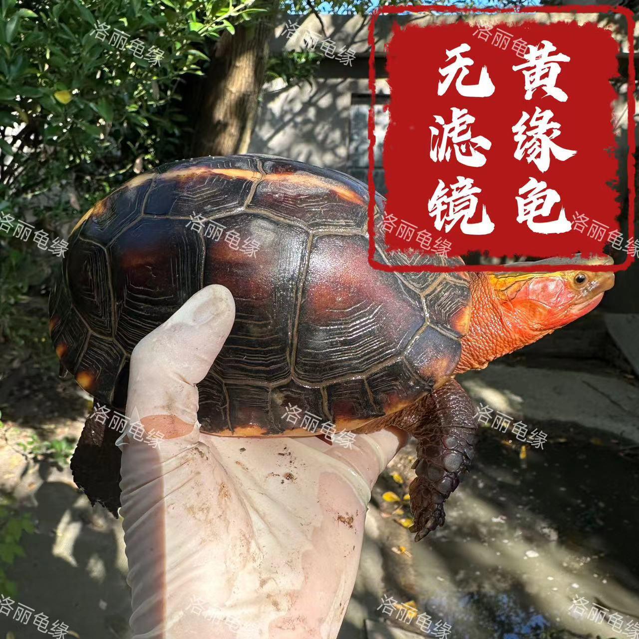 黄缘龟幼龟皖南安缘龟小乌龟人工活体闭壳龟观赏宠物龟
