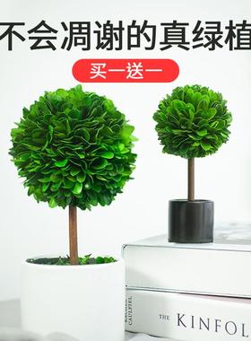 【买一送一】北欧风桌面植物摆件车内饰品客厅玄关电视柜轻奢装饰