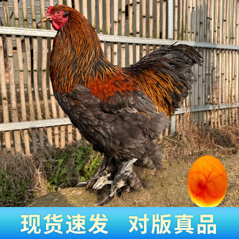 巨型婆罗门鸡活苗纯种鸡种蛋受精蛋可孵化小鸡苗种鸡蛋宠物梵天鸡