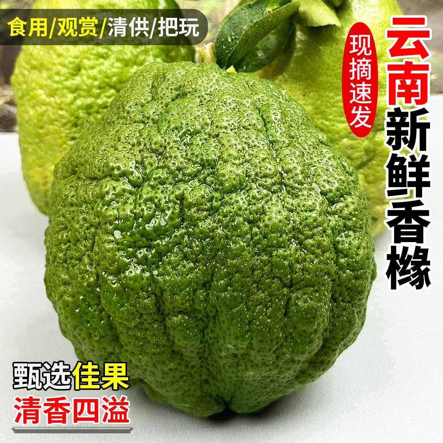 云南新鲜香橼果新鲜现摘食用佛手果瓜清供观赏闻香现摘木橼果