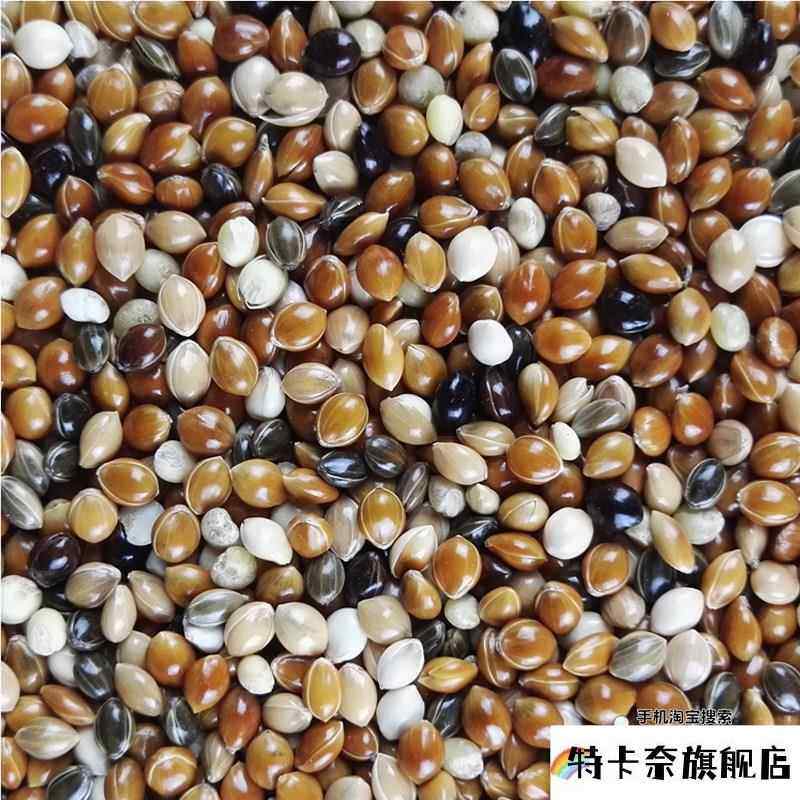 虎皮 牡丹 玄凤 鹦鹉五色红黍子混合鸟食鸟粮鹦鹉饲料/五斤,宠物/宠物食品及用品,鸟零食,淘宝优惠券,粉丝福利购,淘宝优惠卷