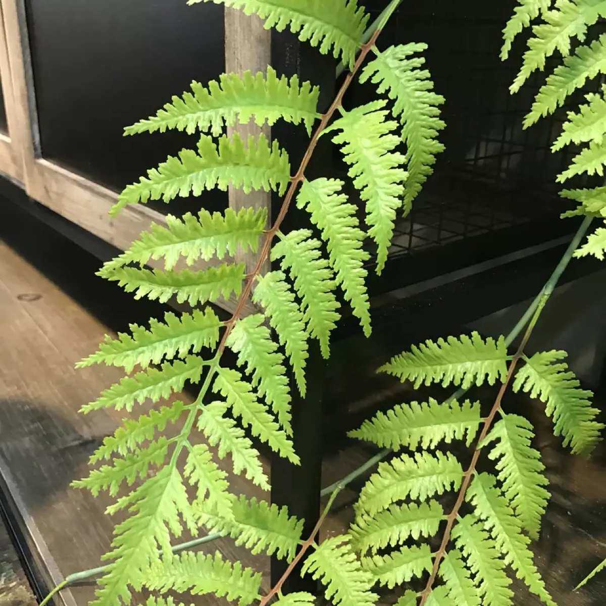 植仿真仿遮挡草植物波斯墙装饰摄影家居植绿婚庆真大草壁挂绿蕨