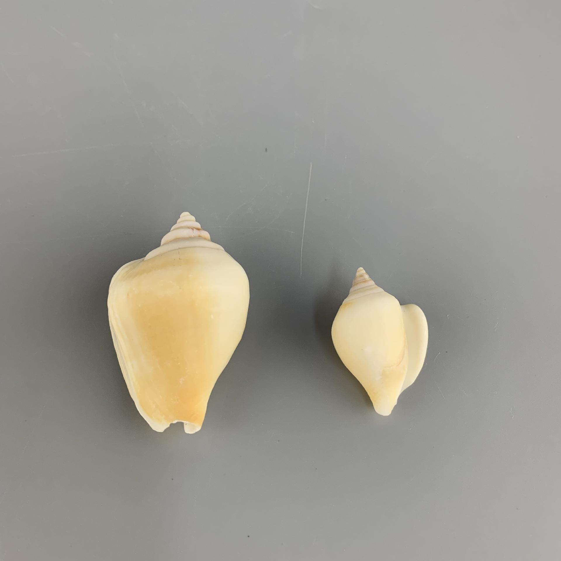 螺鱼缸晶海螺造景摆件 观海螺微景装水饰 贝壳工艺品原材料.