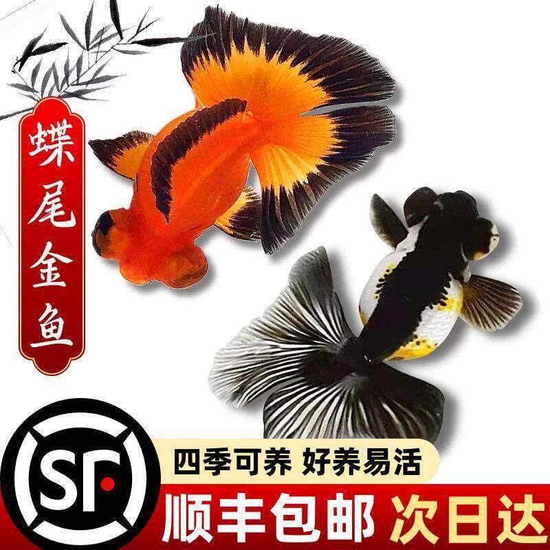 耐活易活熊猫蝶尾金鱼精品龙睛活鱼包金观赏鱼冷水鱼观赏黑白奶牛