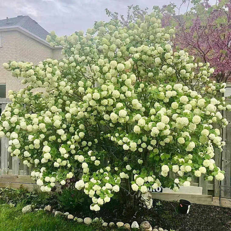 欧洲木绣球玫瑰树苗大苗庭院阳台盆栽地栽老桩花苗耐热耐寒好养活