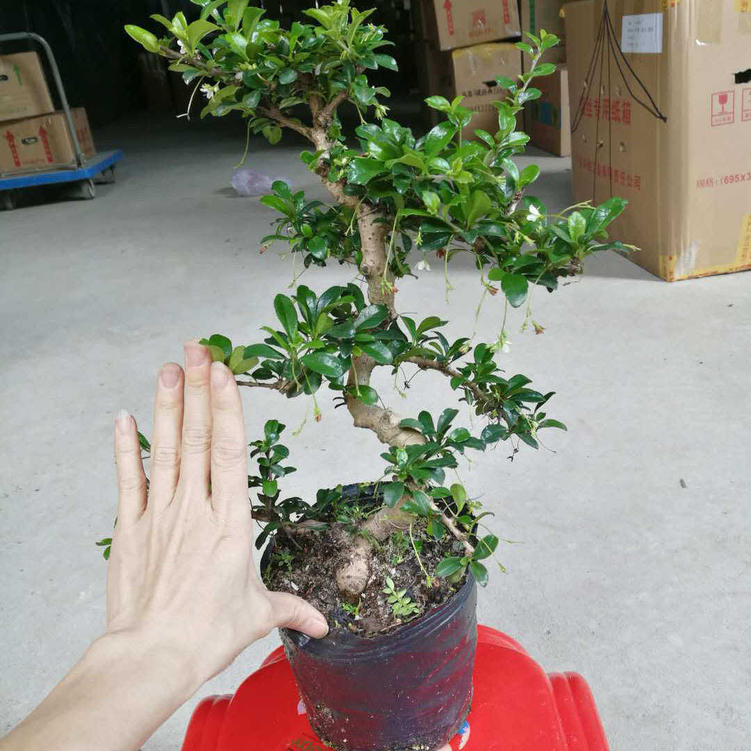 【基地直供】 阳台绿植净化空气 造型盆景 袋苗 8寸造型福建茶,鲜花速递/花卉仿真/绿植园艺,绿植,淘宝优惠券,粉丝福利购,淘宝优惠卷