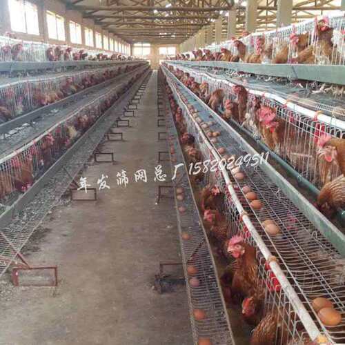 鸡笼饲养蛋鸡铁丝网笼具养殖蛋鸡阶梯式三层四门鸡笼