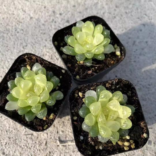 琥珀玉露 窗体金黄色约4-6cm 实物拍摄 6.5cm盆