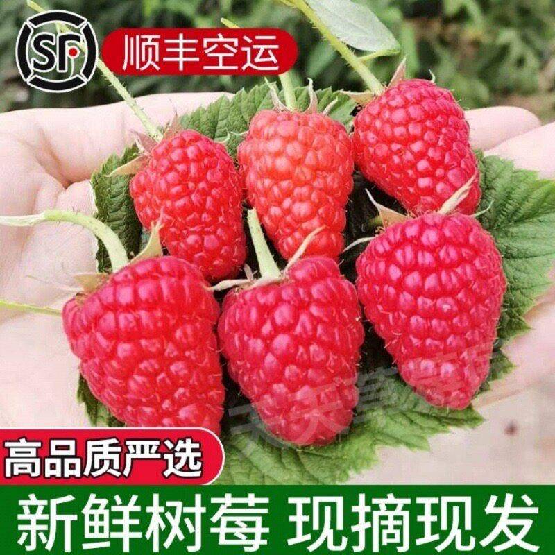 现货新鲜红树莓2盒网红覆盆子带芯红梅鲜果孕妇网红水果顺丰包邮