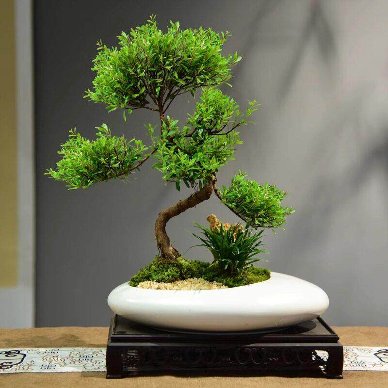 小叶赤楠盆栽室内客面好养绿植盆景四季常青办公室植物摆件礼品