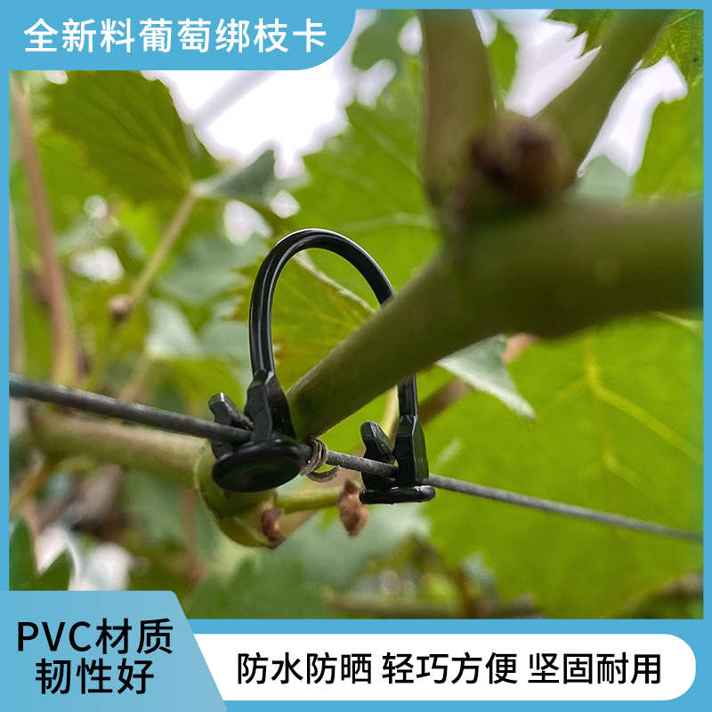 葡萄绑枝卡猕猴桃绑枝卡绑枝卡绑枝卡扣绑枝扣绑枝扣子绑枝卡子