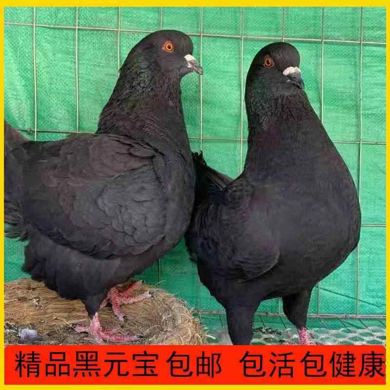 纯黑 下蛋鸽幼鸽元宝鸽子超大体巨型鸽子种鸽活一对大型活体